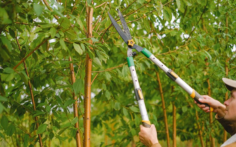 Tree trimming in Jamestown, ND
