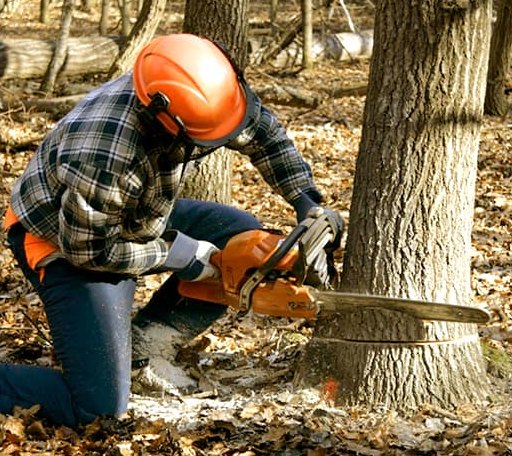 Tree Removal in Jamestown, ND